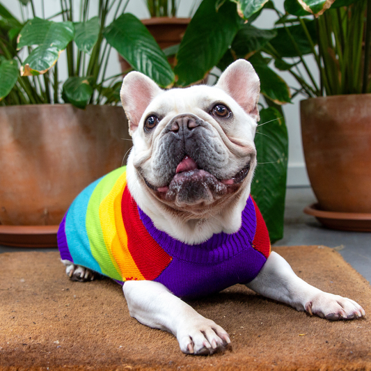 DGG Rainbow Knitted Dog Jumper