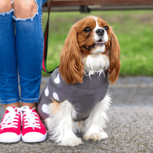 DGG Grey Dot Knitted Dog Jumper - My Pooch and Me